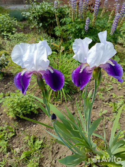 Ирисы бородатые