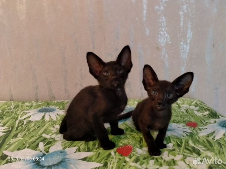 Европейская Бурма