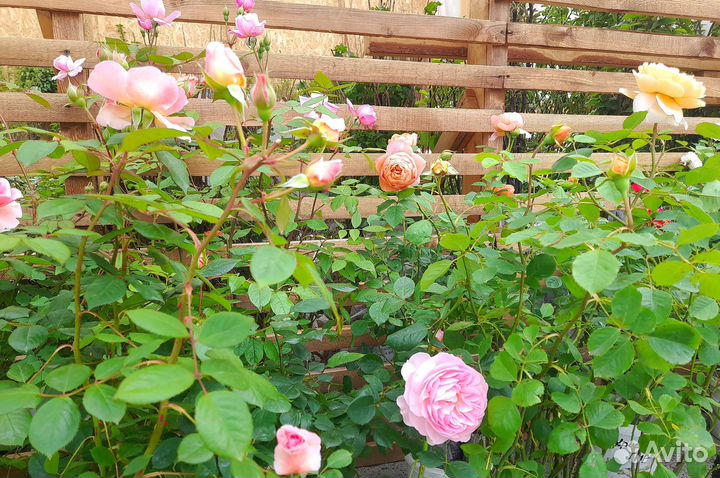 Розы Остина английские коллекционные сорта