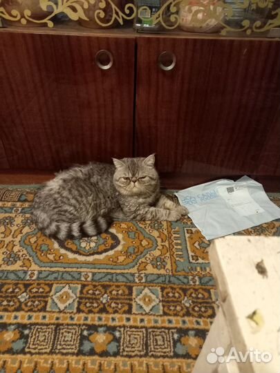 Персидский кот вязка