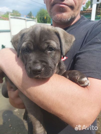 Щенки питбуля