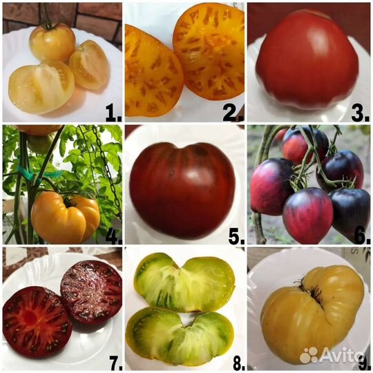 Коллекционные семена томатов
