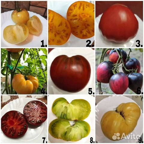 Коллекционные семена томатов