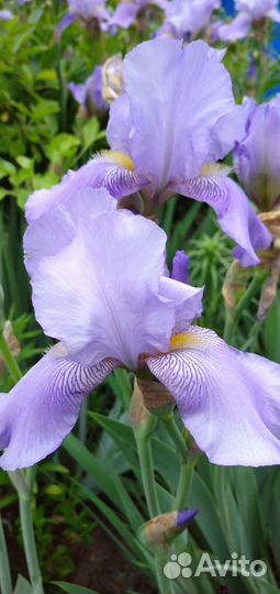 Цветы Ирисы