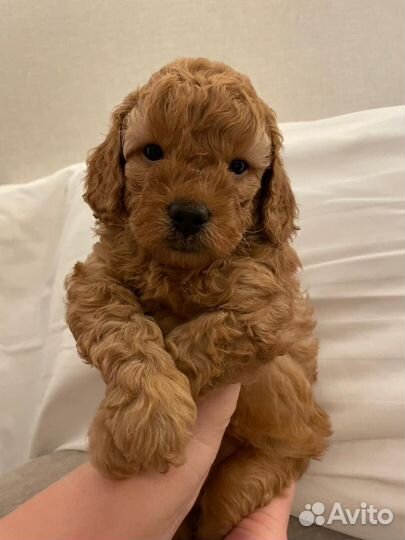 Карликовый пудель