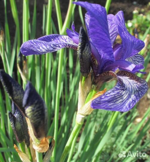 Ирис Sp.Башкирия