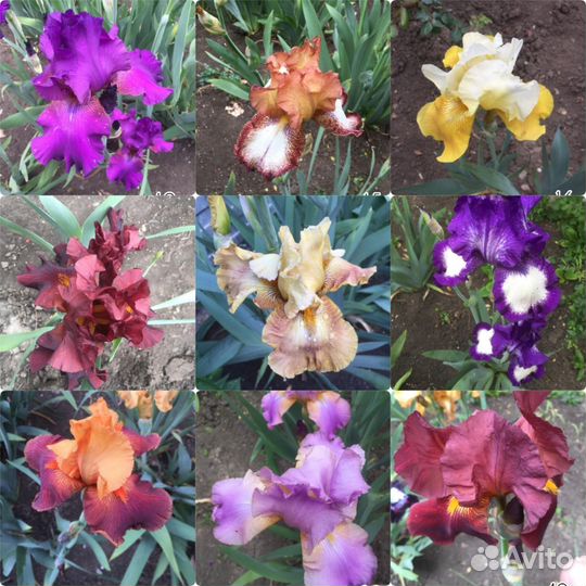 Ирисы, лилейники