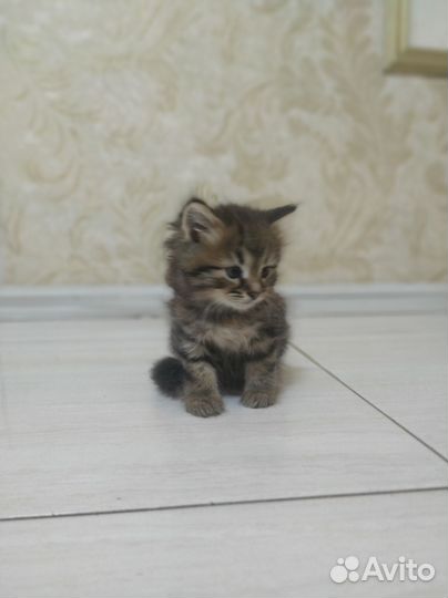 Отдам котят