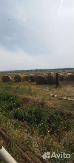 Продам сено в рулонах