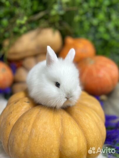 Декоративные кролики мини