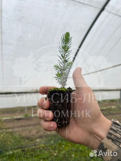 Голубая ель зкс сеянцы