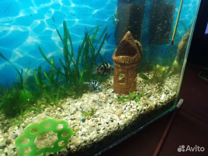 Аквариумные рыбки