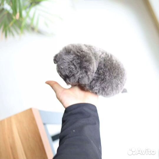 Той-пудель Мальтипу Микро из Кореи