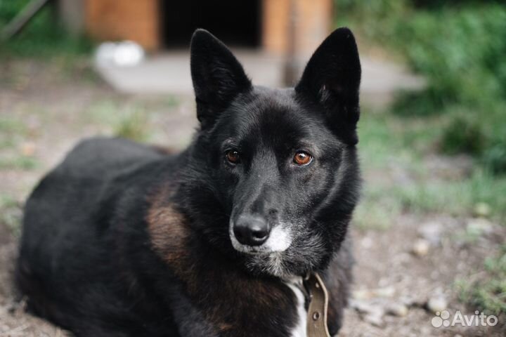 Собака в добрые руки