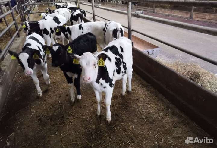 Телята бычки и тёлочки
