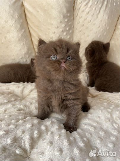 Британский шоколадный котенок