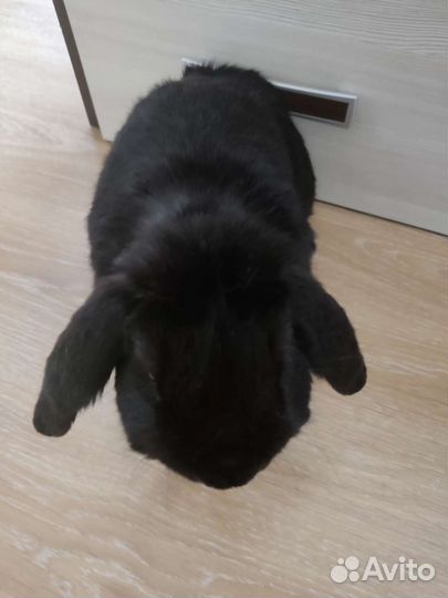 Кролик вязка