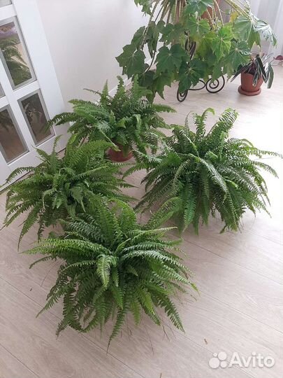 Папоротник