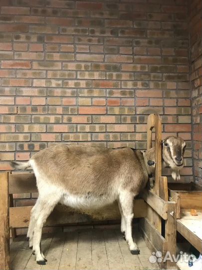 Козы ламанча дойные