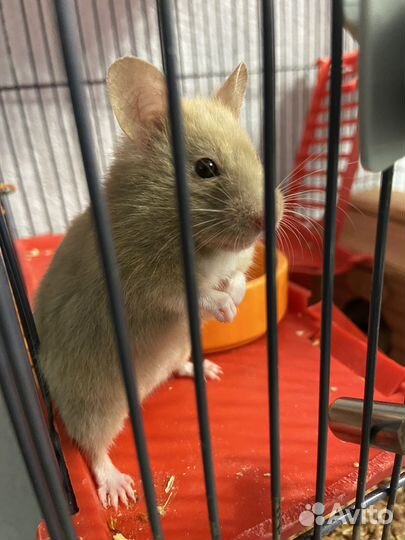Сирийский хомяк