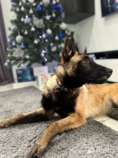 Вязка Малинуа