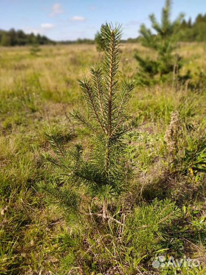 Саженцы сосна, ель