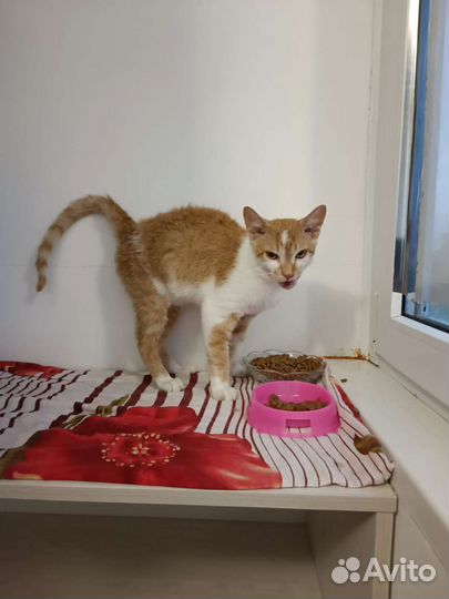 Корниш-рекс в добрые руки