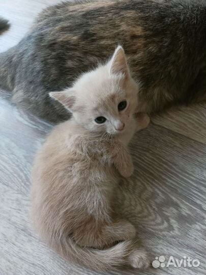 Отдам котят в добрые руки