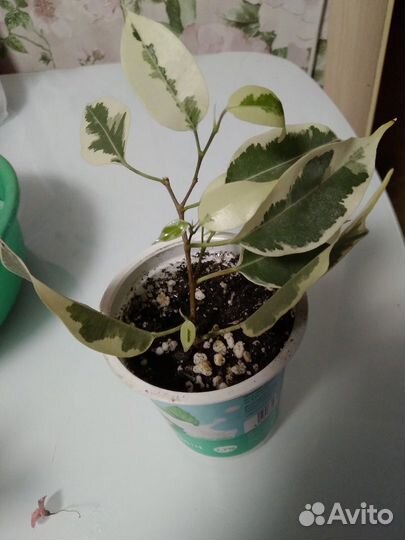 Цветы домашние