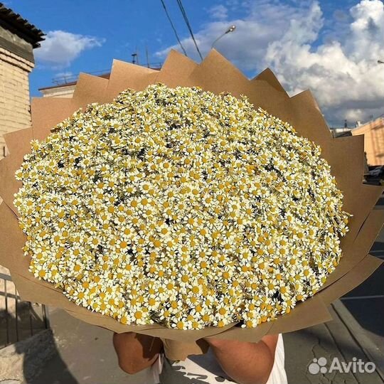 Ромашки Букет из ромашек доставка