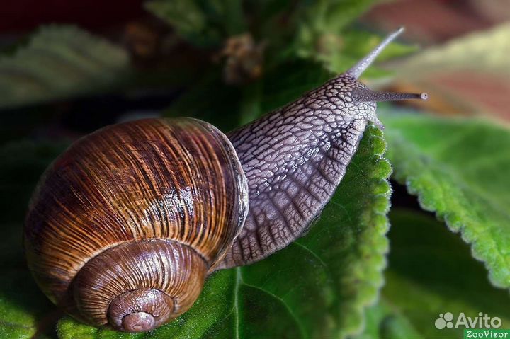 Улитки виноградные