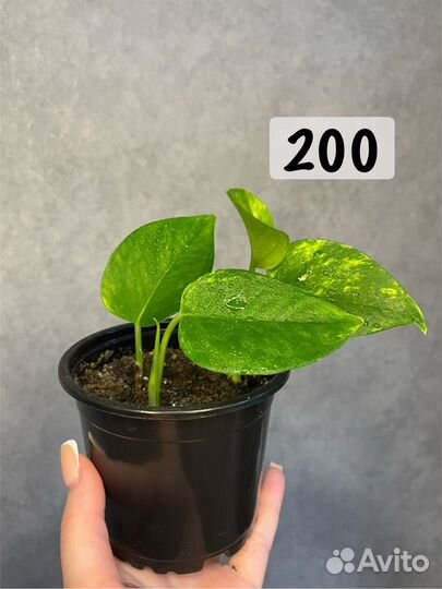 Сциндапсус золотистый (эпипремнум)