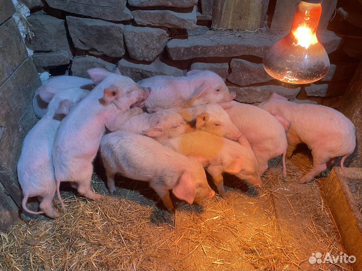 Поросята ландрас