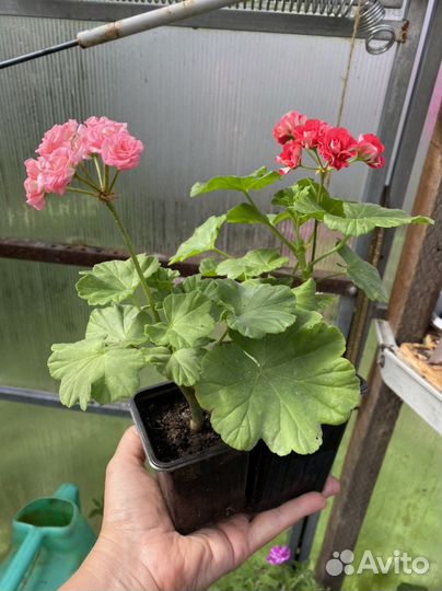 Пеларгонии Античная роза, Пинк Рамблер и другие
