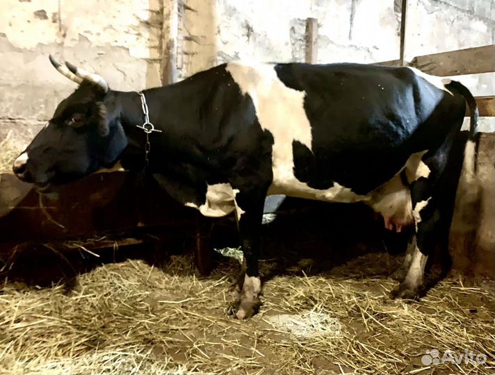 Коровы дойные