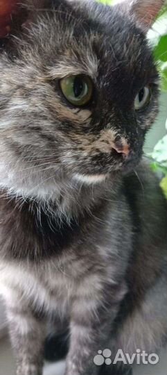 Кошка