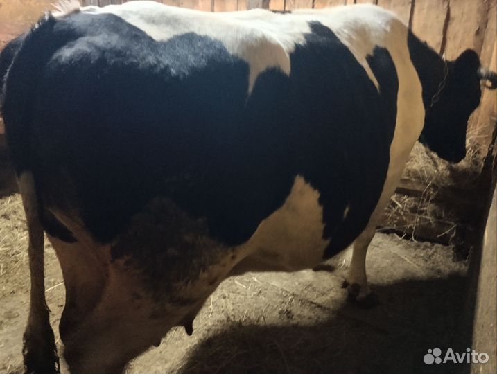 Корова глубоко стельная