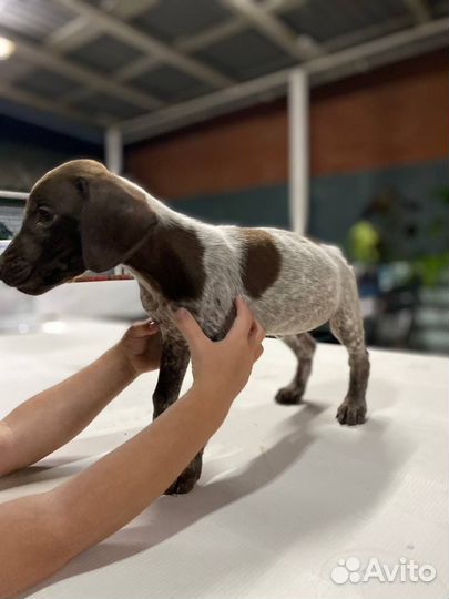 Маленький щенок Курцхаара