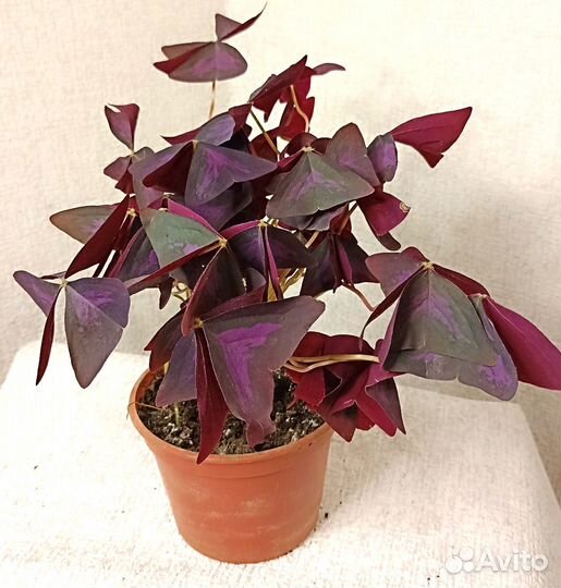 Комнатные цветы