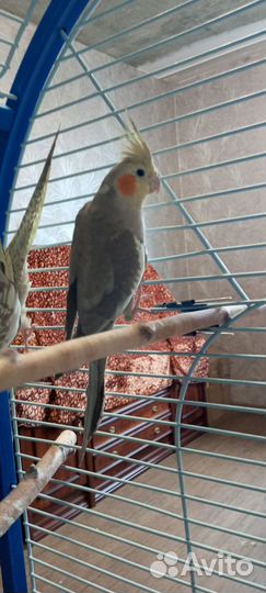 Попугай корелла 2 девочки
