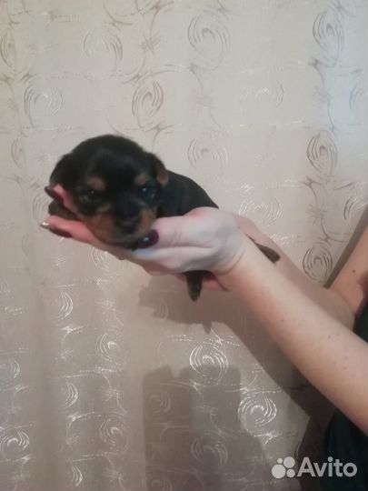 Готовятся к продаже