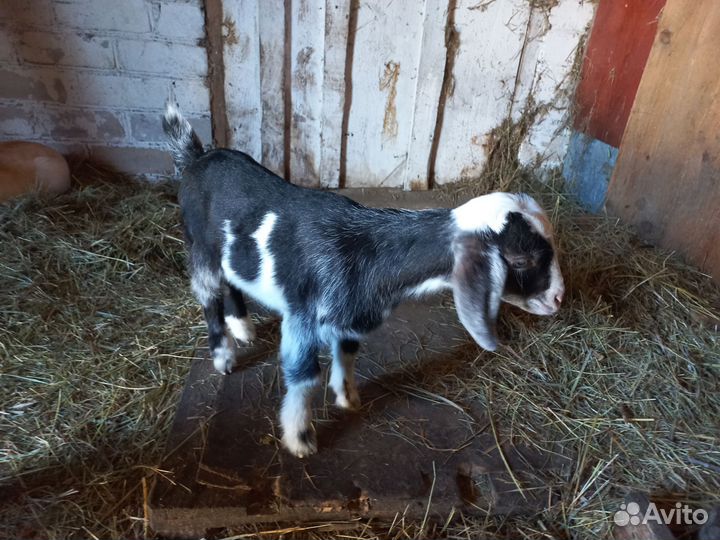 Англо нубийские козы