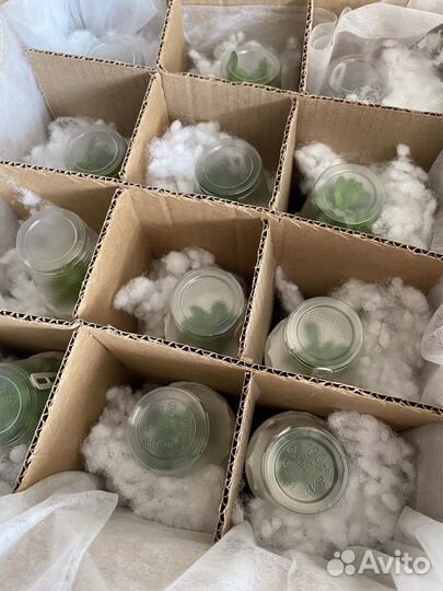 Вербена вегетативная