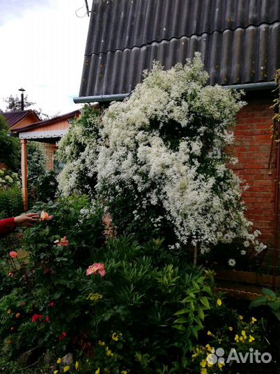 Клематис белый в наличии