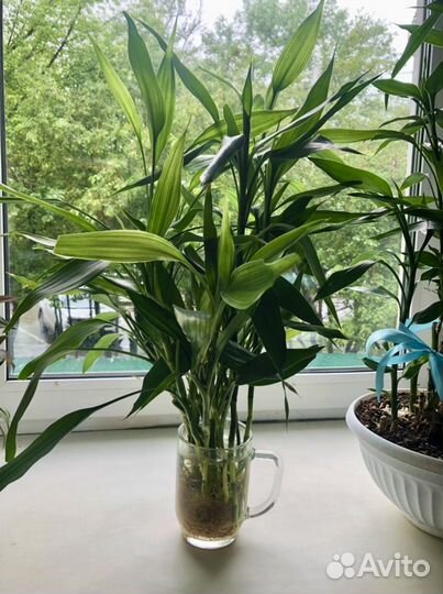 Счастливый бамбук (драцена Сандера, Lucky bamboo)