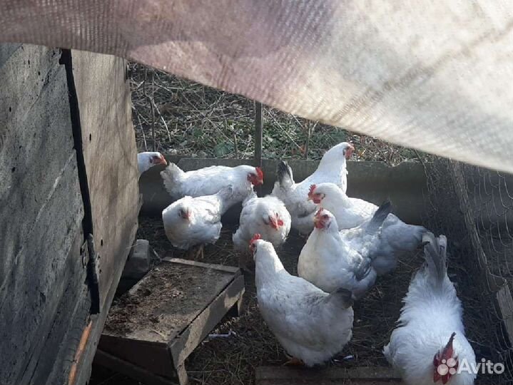 Инкубационное яйцо