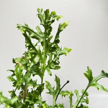 Папоротник Микросорум Сколопендриум