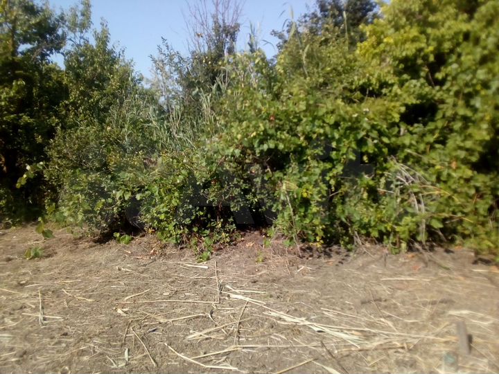 Участок 6,5 сот. (СНТ, ДНП)