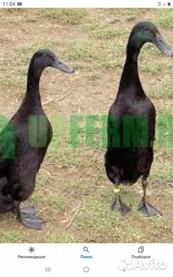 Инкубационное яйцо индийских бегунков