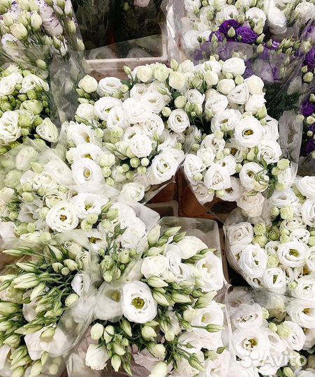 Цветы. Эустомы. Свежие Эустомы. Доставка